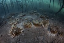 Medusas boca abajo depositadas en el fondo del mar - foto de stock