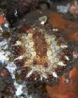 Discodoris nudibranch close seup shot — стоковое фото