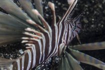 Kodipungi lionfish крупним планом постріл — стокове фото