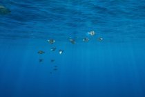 Bigfin reef squids in formation — Stock Photo