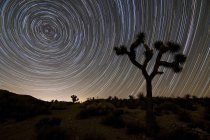 Star trails and trees — Stock Photo