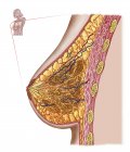 Illustrazione medica dell'anatomia del seno femminile — Foto stock