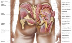 Anatomia dei muscoli glutei nelle natiche umane — Foto stock