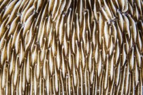 Funghi corallo primo piano colpo — Foto stock