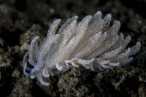 Solar-powered nudibranch crawling on seafloor — Stock Photo