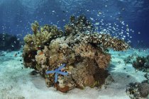 Коралловый риф вблизи Алора — стоковое фото