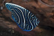 Juvenile emperor angelfish — Stock Photo