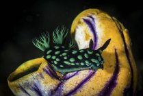 Nembrotha cristata голожаберных — стоковое фото