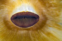 Anêmona lábios close-up tiro — Fotografia de Stock
