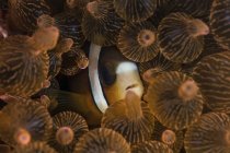 Clark anemonefish en tentáculos de anemone - foto de stock