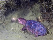 Черепаха з маскою Loggerhead, що дивиться вгору — стокове фото