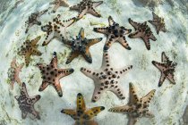 Étoile de mer colorée aux pépites de chocolat sur le fond marin — Photo de stock
