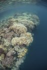 Vielfältige Korallenriffe in der Nähe der Tiefe — Stockfoto