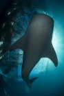 Tubarão-baleia silhueta contra redes — Fotografia de Stock