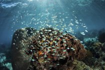 Pesci colorati che nuotano sulla barriera corallina — Foto stock