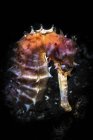 Морський коник крупним планом постріл — стокове фото