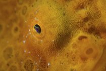 Eye of giant frogfish closeup shot — Stock Photo