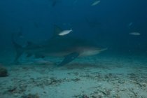 Grande squalo toro nel sito di immersione del Bistro — Foto stock