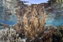 Здоровый и разнообразный коралловый риф — стоковое фото