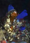 Кластер барвистих асцидій на рифі — стокове фото