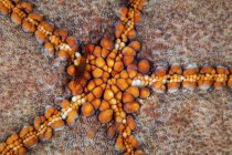 Tiny shrimp on pin-cushion starfish — Stock Photo