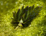 Costasiella sapsucking slug — Stock Photo