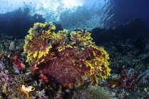 Горгонское растение на рифовом склоне — стоковое фото
