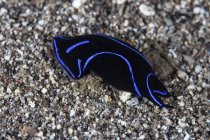 Blauer Samt-Kopfschild Meeresschnecke — Stockfoto