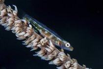 Small whip coral goby — Stock Photo