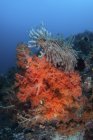 Colonies de coraux mous vibrantes sur le récif dans le détroit de Lembeh, Indonésie — Photo de stock
