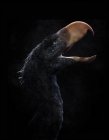 Andalgalornis steulleti oiseau — Photo de stock