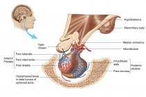Anatomia della ghiandola pituitaria con etichette — Foto stock