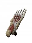 Pied avec muscles intermédiaires plantaires et structures osseuses — Photo de stock