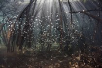 Rebanho de peixes nas raízes da floresta de manguezais — Fotografia de Stock