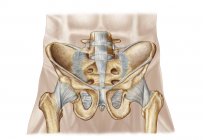 Anatomia do osso pélvico humano e ligamentos — Fotografia de Stock