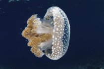 White-spotted jellyfish near Lesser Sunda Islands — Stock Photo