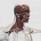 Anatomía de los músculos faciales y del cuello masculinos - foto de stock