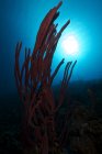 Веревочная губка в темных водах вблизи Бонайра — стоковое фото