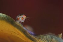 Ladybug amphipod крупним планом постріл — стокове фото