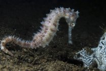 White thorny seahorse — Stock Photo