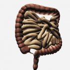 Medical illustration of the large and small intestines — Stock Photo