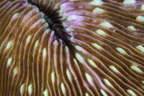 Mushroom coral closeup shot — Stock Photo