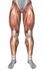 Диаграмма, иллюстрирующая группы мышц на передней части ног — стоковое фото
