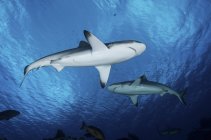 Graue Riffhaie im blauen Wasser — Stockfoto