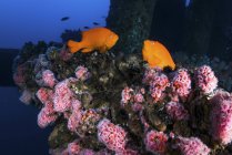 Peixe Garibaldi perto de anêmona — Fotografia de Stock
