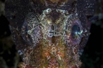 Eyes of shortfin lionfish — Stock Photo