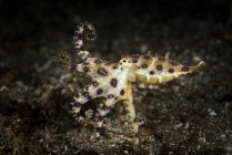 Blue ringed octopus — Stock Photo