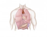 Medizinische Illustration des menschlichen Atemwegs- und Verdauungssystems — Stockfoto