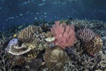 Diversa variedad de corales en Raja Ampat - foto de stock