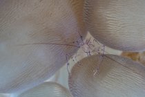 Camarones en tentáculos de coral burbuja en el estrecho de Lembeh, Indonesia - foto de stock